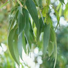 What is the difference between eucalyptus radiata vs. Eucalyptus Globulus Essential Oil Artisan Aromatics