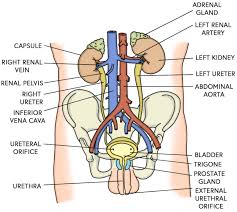 anatomy of the lower urinary tract