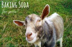 baking soda for goats the prairie