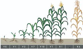 determining corn growth stages