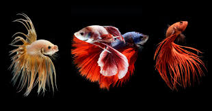 20 betta hd wallpapers and backgrounds