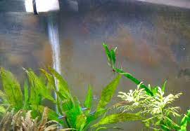 brown algae in fish tank how to get