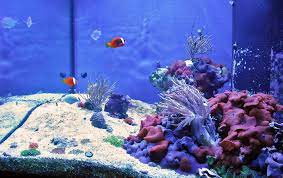 aquarium fish a detailed look at the