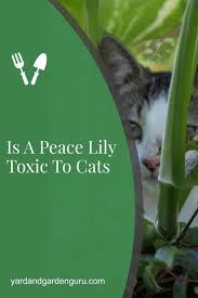 These insoluble crystals produce a mild to intense burning sensation when they. Is A Peace Lily Toxic To Cats