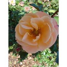 flower carpet amber shrub rose