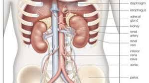 When multiple organs work in a similar way, they then form organ systems. Renal System Definition Function Diagram Facts Britannica