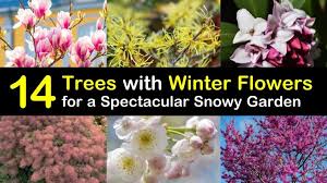 14 trees with winter flowers for a