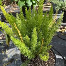 Foxtail Fern Asparagus Plant