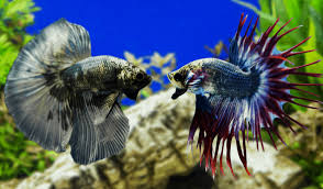 Show quality male bettas for sale including crown tail, koi, halfmoon, galaxy, plakat, & giant betta. Betta Fish Fights Everything You Need To Know Japanesefightingfish Org