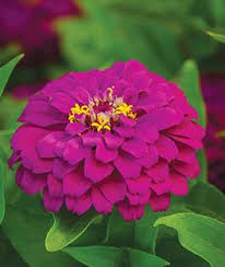 A don't live в doesn't live c lives 19 lions ……… during the day. Deer Resistant Annuals For Home Gardening At Burpee Com