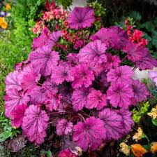 These are herbaceous garden plants with a lifespan of three years or more. 20 Best Perennial Flowers Easy Perennial Plants To Grow