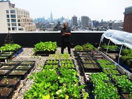 Rooftop Gardens Healthy Food For