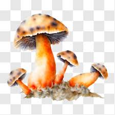 orange mushrooms with white spots