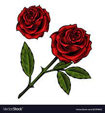single beautiful red rose royalty free