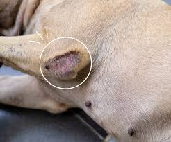 dry flaky skin on dogs causes