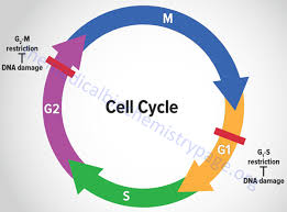 The Eukaryotic Cell Cycle Mitosis And Meiosis
