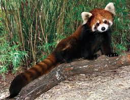 Who will play in the championship? Red Panda Toby World S Cutest Animal Houston Zoo