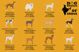 dog breeds of india 12 cards