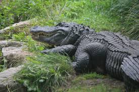 American Alligator | Southwick's Zoo