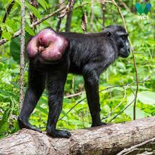 WCS Indonesia on X: Berambut hitam dengan pantat merah muda merupakan  salah satu ciri khas yang membuat yaki (Macaca nigra) mudah dikenali.  Primata endemik Sulawesi ini tersebar di hutan tropis berketinggian 700-1100