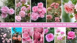 pink rose wallpaper 4k hd aesthetic