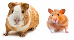 Hamster Vs Guinea Pig Which Pet Is Right For Me