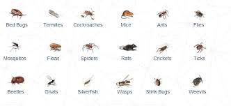 20 bathroom bugs identification