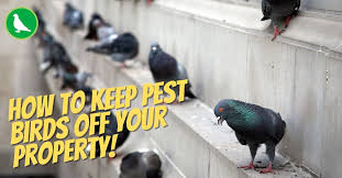 How To Keep Pest Birds Off Your Property