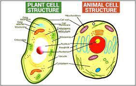 Plant cells have a cell wall, chloroplasts, plasmodesmata, and plastids used for storage, and a large central vacuole, whereas animal cells do not. What Are The Main Differences Between Plant And Animal Cells Quora