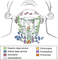 lymphatic drainage of the thyroid gland