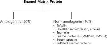 organic matrix of enamel and dentin and