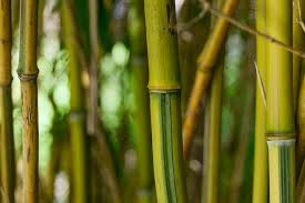 Bamboo Can Be More Profitable Than Sugarcane And Rice Check
