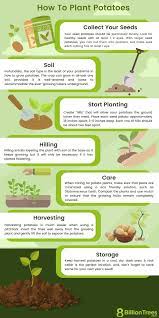 how to grow potatoes and when that