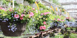 If you use a wire basket a good quality fertilizer and/or compost should be used with the soil. The Secret To Perfect Hanging Baskets Salisbury Greenhouse