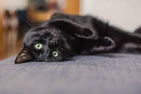 black cat breeds 11 breeds with