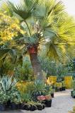 Image result for Palm Trees Prices In South Africa