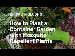 Plant A Mosquito Repellent Garden