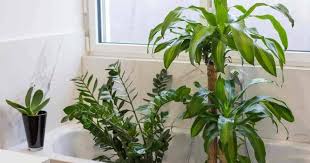 Revitalize Your Bathroom 9 Best Plants