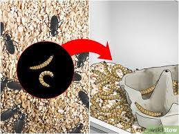 how to raise mealworms 15 steps with