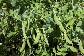 Sugar snap peas are a fantastic spring treat, only in season for a few weeks, and naturally sweet enough to snack on raw. Growing Snow Peas And Sugar Snaps In Western Australia Agriculture And Food
