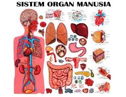 Terdapat susunan organ di dalam sistem pencernaan manusia yang tersusun secara urut. Sistem Organ Manusia Hewan Pengertian Macam Fungsinya