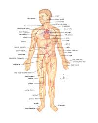 Anatomy Of Body Major Arteries Of Whole Body Body Organs