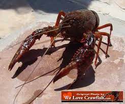 crawfish facts common questions about
