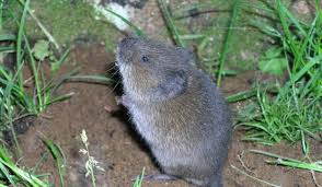Ironically one of the best ways is the suggestion prior, it is to have some outdoor cats /feril cats they will do a good job of getting them,also encourage hawks and other birds of prey.i have a. Voles How To Get Rid Of Voles In The Yard Or Garden The Old Farmer S Almanac