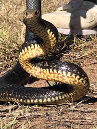 Why You Dont Identify Snakes By Colour An Eastern Brown In