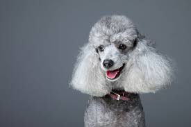 20 poodles to follow on insram