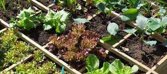 Growing Vegetables In Small Spaces