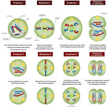 Worksheet cells alive worksheet weathering erosion and from cells alive worksheet, source:cathhsli.org. Meiosis Definition Stages Function And Purpose Biology Dictionary Meiosis Cell Biology Biology