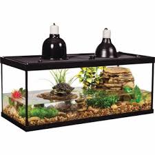 Seven Things Every Good Turtle Tank Needs