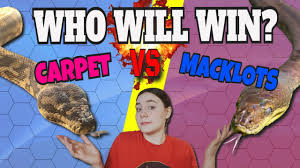 macklots python vs carpet python